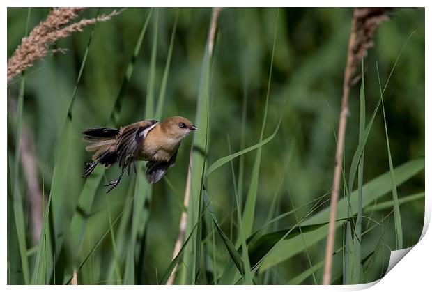 Flying through Reedbed  Print by Don Davis