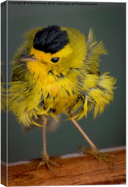  Baby Wilson's Warbler Canvas Print by Gilbert Hurree