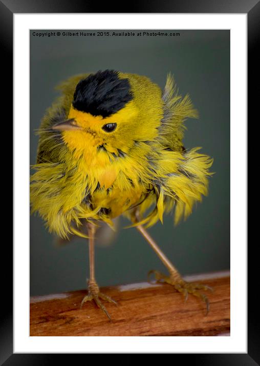  Baby Wilson's Warbler Framed Mounted Print by Gilbert Hurree