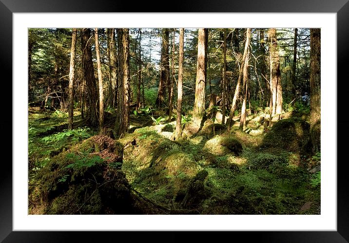 Juneau Rainforest Garden Framed Mounted Print by Gilbert Hurree