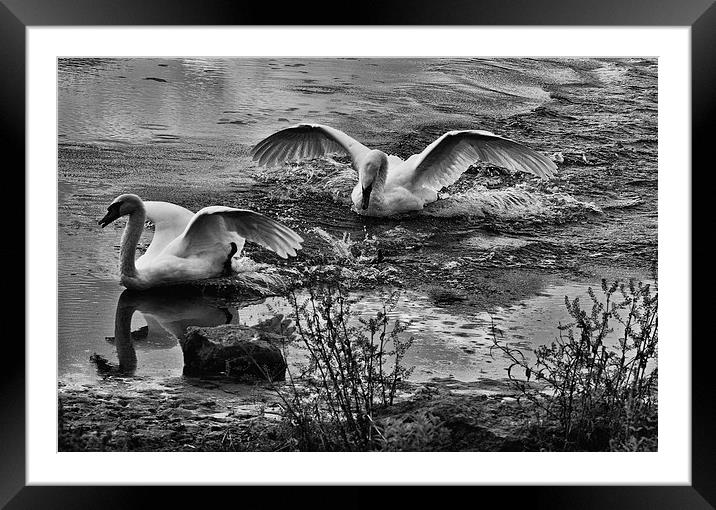  Swans Playing Framed Mounted Print by Gilbert Hurree