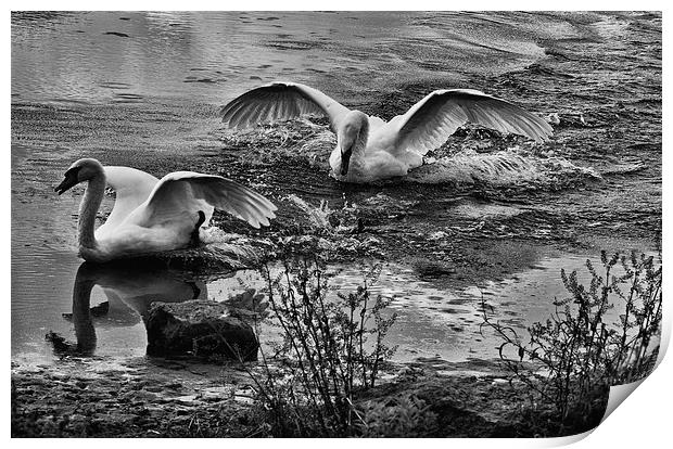  Swans Playing Print by Gilbert Hurree