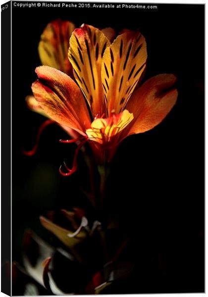  Indian Summer Lily Canvas Print by Richard Peche