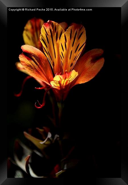  Indian Summer Lily Framed Print by Richard Peche
