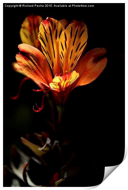  Indian Summer Lily Print by Richard Peche