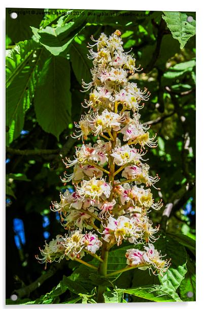  Horse chestnut flower Acrylic by Judith Lightfoot