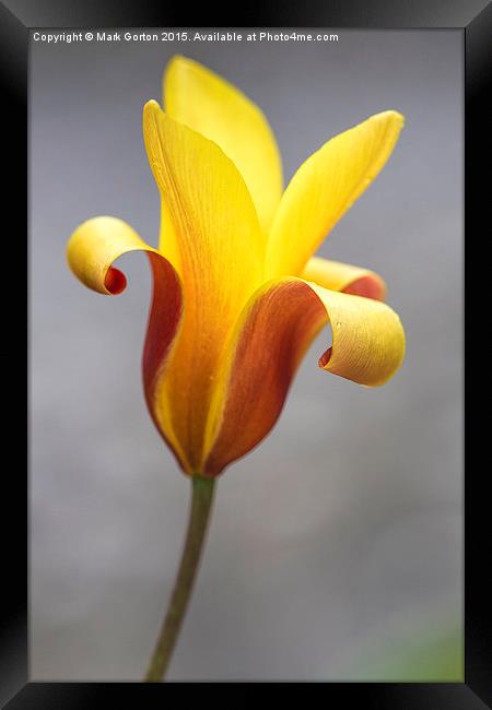 Stunning Orange and Yellow Tulip Framed Print by Mark Gorton