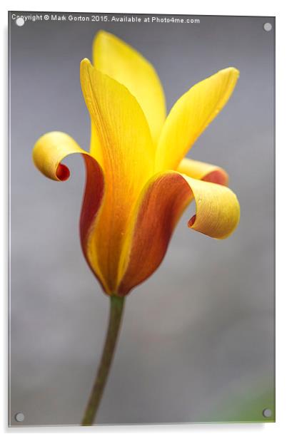Stunning Orange and Yellow Tulip Acrylic by Mark Gorton