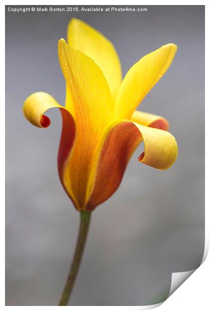 Stunning Orange and Yellow Tulip Print by Mark Gorton