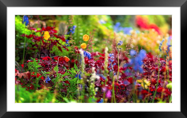  Summer Colours Framed Mounted Print by Colin Evans