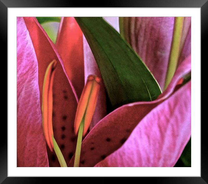 Oriental Lily   Framed Mounted Print by Sue Bottomley