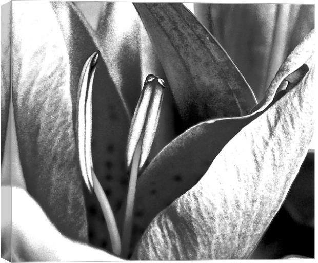 Oriental Lily Black and White image  Canvas Print by Sue Bottomley