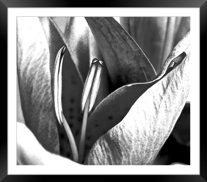 Oriental Lily Black and White image  Framed Mounted Print by Sue Bottomley