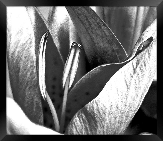 Oriental Lily Black and White image  Framed Print by Sue Bottomley