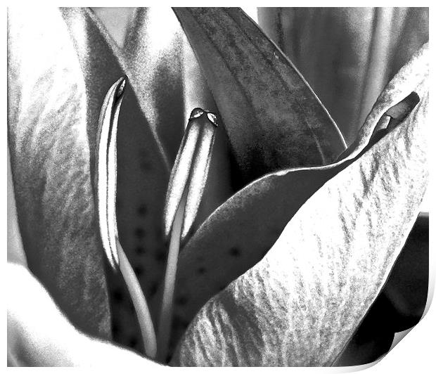 Oriental Lily Black and White image  Print by Sue Bottomley