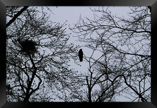  Tree top crow Framed Print by Caroline Hillier