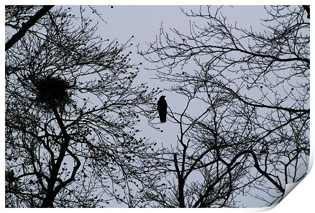  Tree top crow Print by Caroline Hillier
