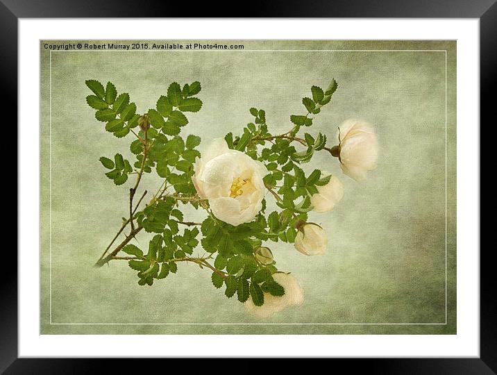 White Rose of Scotland  Framed Mounted Print by Robert Murray