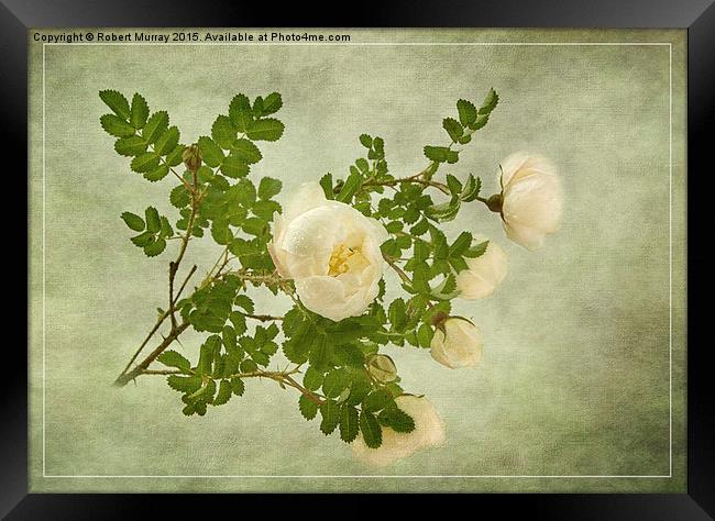 White Rose of Scotland  Framed Print by Robert Murray