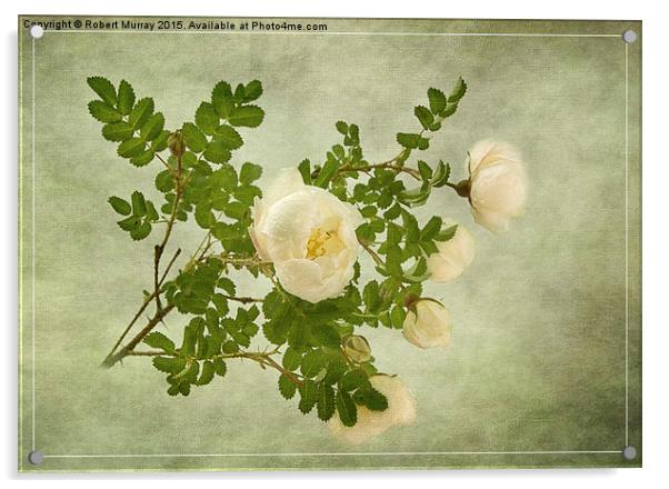 White Rose of Scotland  Acrylic by Robert Murray