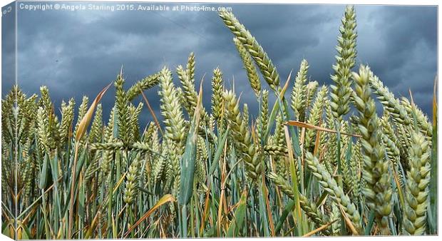 A Stormy day in a Wheat field in Herefordshire. Canvas Print by Angela Starling