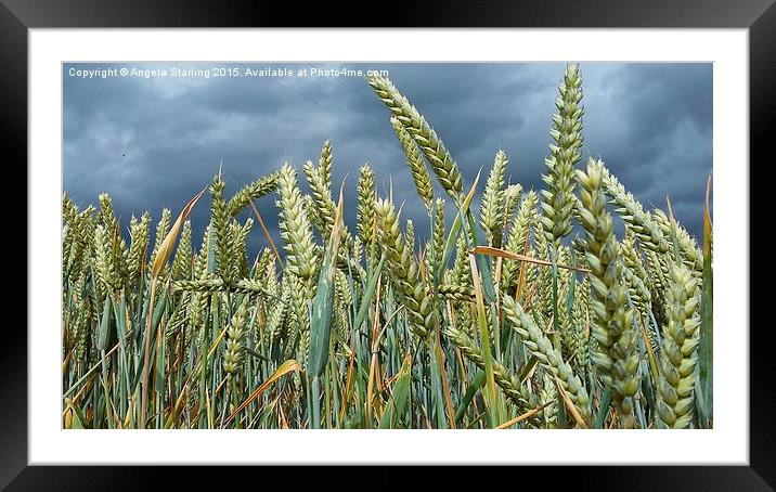  A Stormy day in a Wheat field in Herefordshire. Framed Mounted Print by Angela Starling