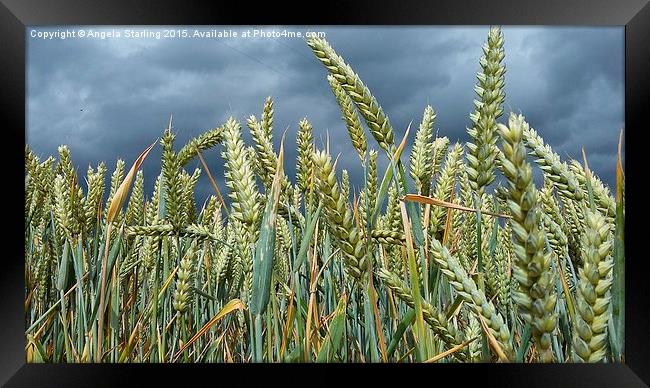  A Stormy day in a Wheat field in Herefordshire. Framed Print by Angela Starling