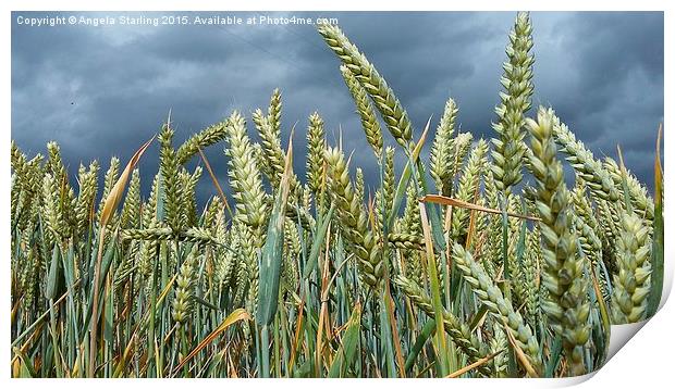  A Stormy day in a Wheat field in Herefordshire. Print by Angela Starling