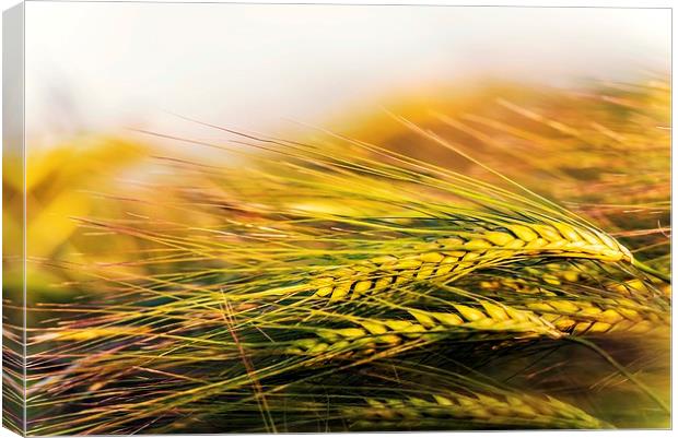  Barley in the evening sun Canvas Print by John Vaughan
