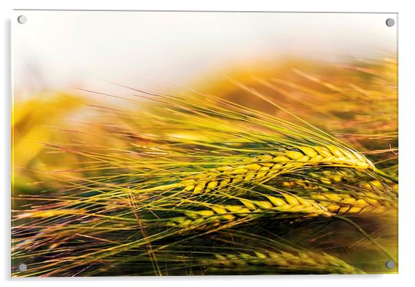  Barley in the evening sun Acrylic by John Vaughan