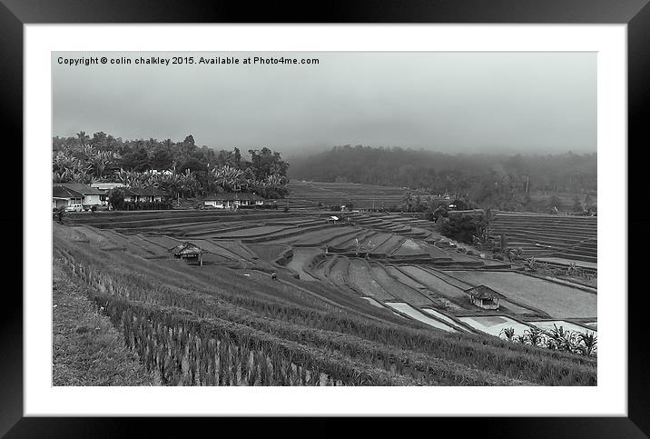 Rice Terrace Fields in Bali  Framed Mounted Print by colin chalkley