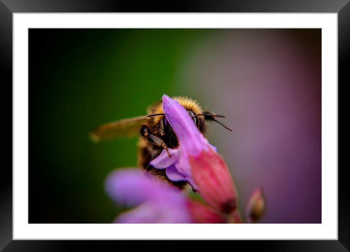  Buzzing about Framed Mounted Print by Gary Schulze