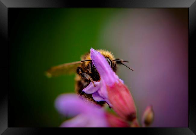  Buzzing about Framed Print by Gary Schulze
