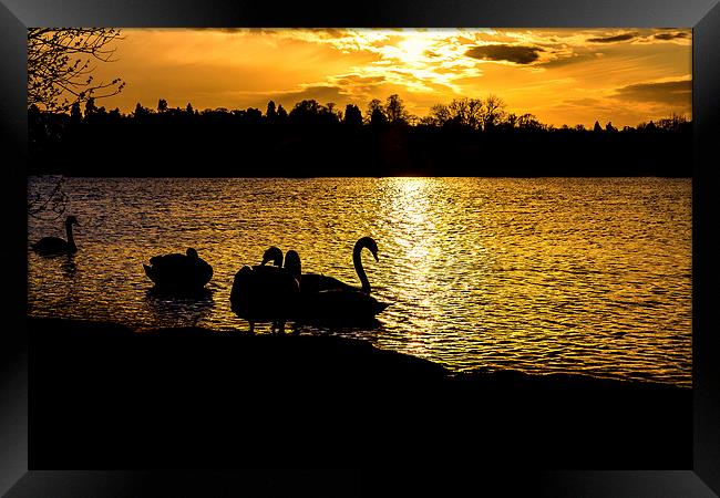  swans at sunset Framed Print by Paul Burrows