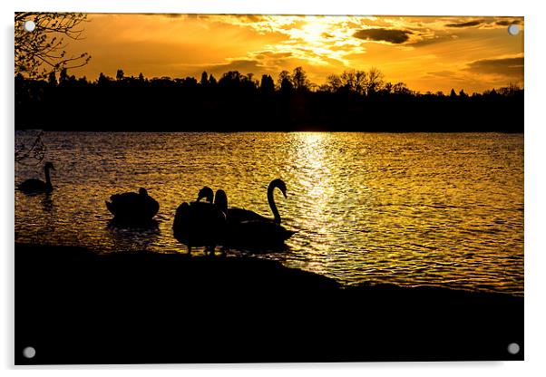  swans at sunset Acrylic by Paul Burrows