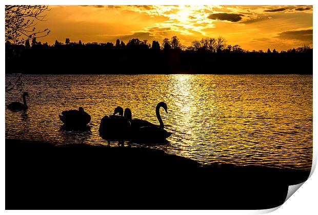  swans at sunset Print by Paul Burrows