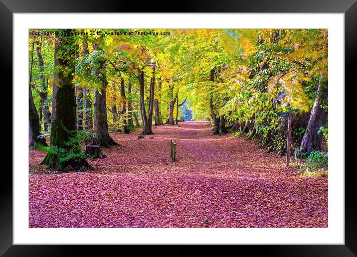  autumns red carpet Framed Mounted Print by gavin prime