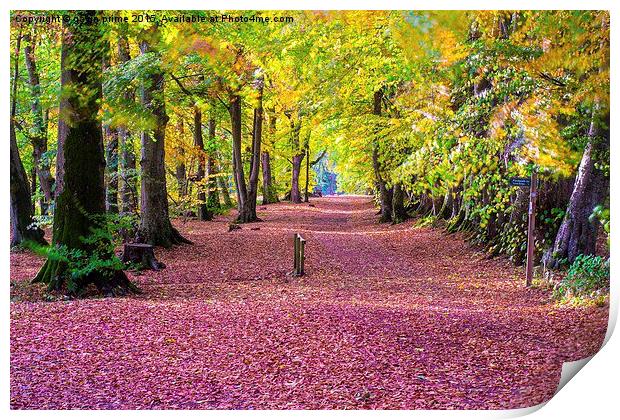  autumns red carpet Print by gavin prime