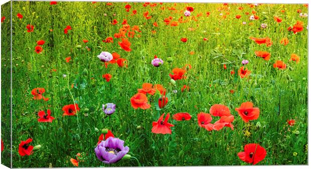 The Poppy Field Canvas Print by Colin Evans