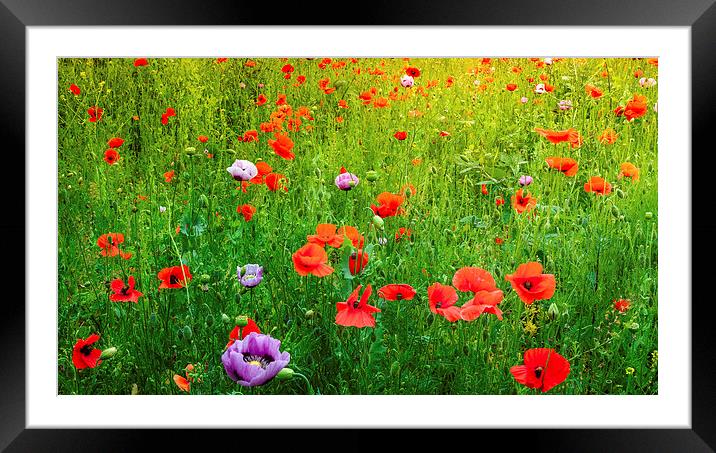 The Poppy Field Framed Mounted Print by Colin Evans
