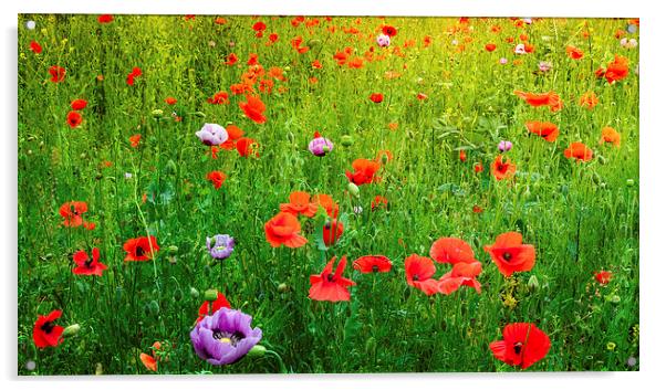 The Poppy Field Acrylic by Colin Evans