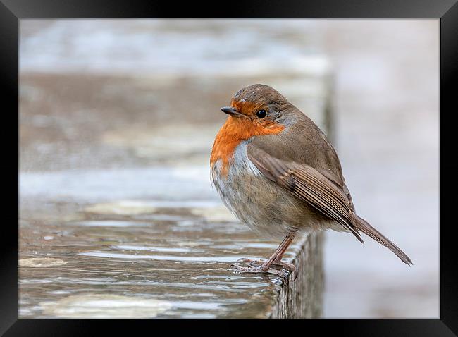  Robin in the Rain Framed Print by Colin Evans