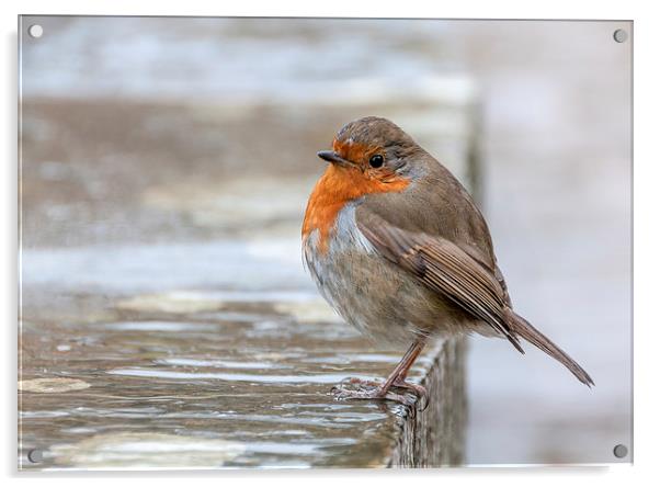  Robin in the Rain Acrylic by Colin Evans