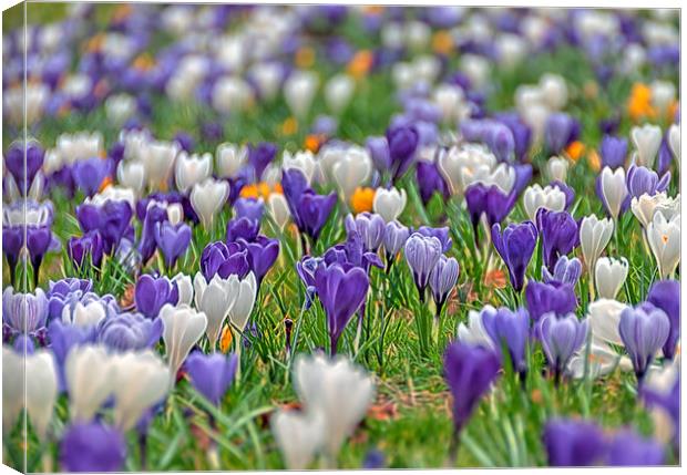  A Carpet of Crosuses Canvas Print by Colin Evans