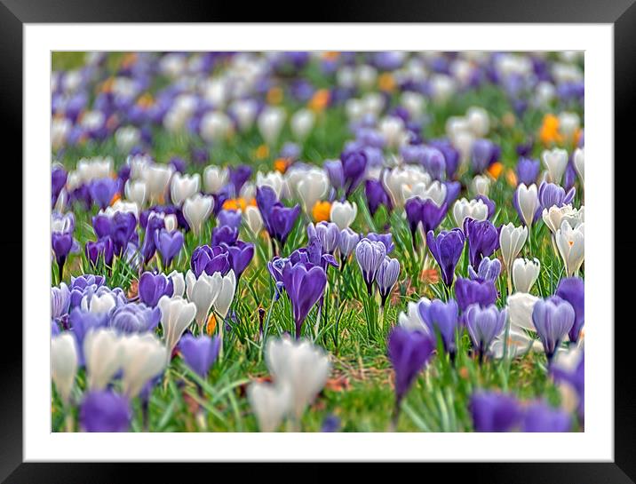  A Carpet of Crosuses Framed Mounted Print by Colin Evans