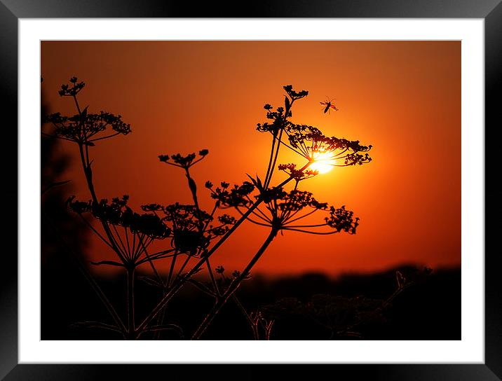  Last Flight at Sunset Framed Mounted Print by Colin Evans