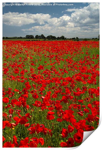  The Poppy field Print by Martyn Arnold