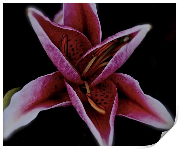  Head of a Oriental Pink Lily Print by Sue Bottomley