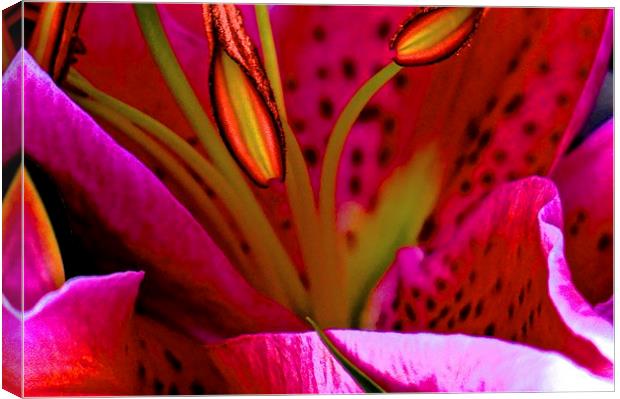 Pink Oriental Lily close up  Canvas Print by Sue Bottomley