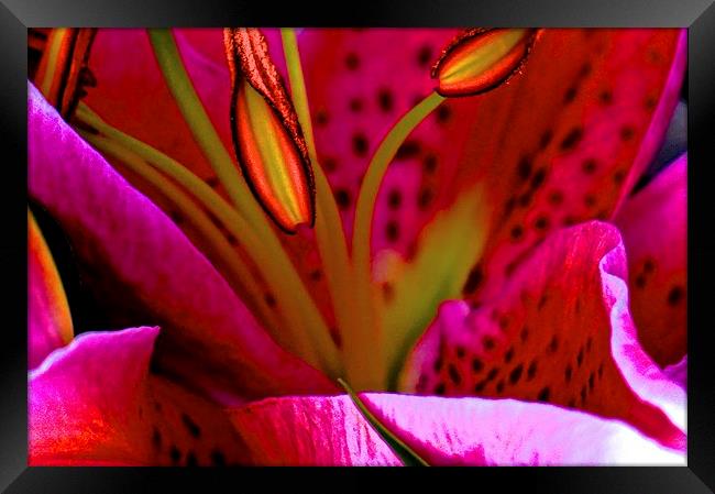 Pink Oriental Lily close up  Framed Print by Sue Bottomley